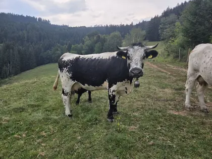 Bio Sprinzenkuh
