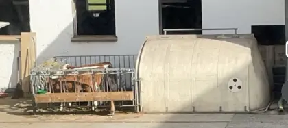 Kälberiglu