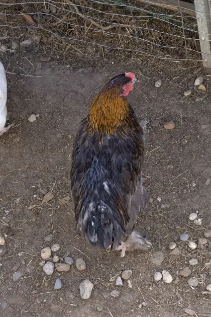 Brahma-Maran-Mix Hahn und Henne