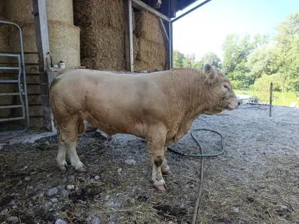 Charolais-Kreuzungsbulle zu verkaufen