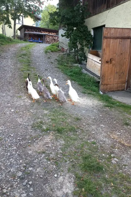 Laufenten