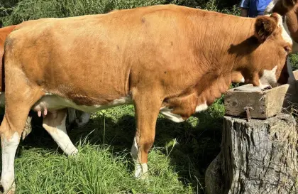 Fleckvieh-Kalbin, hochträchtig, aus langlebiger Kuhfamilie