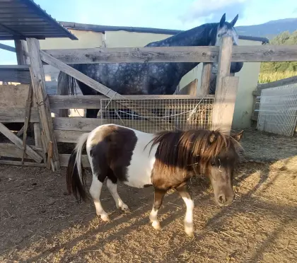 Draxls Sir Donald BB, Mini-Shetlandpony Hengst