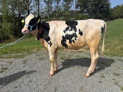 Holstein Jungrind