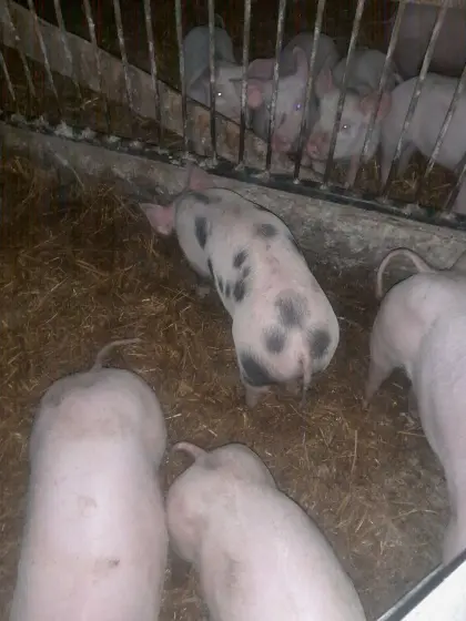 Ferkel