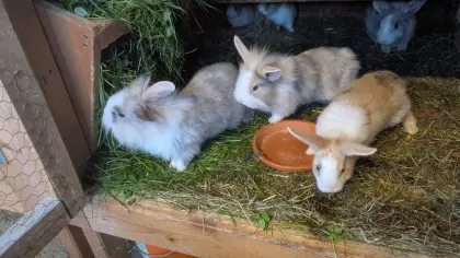 Zwergkaninchen in allen Farben zu verkaufen