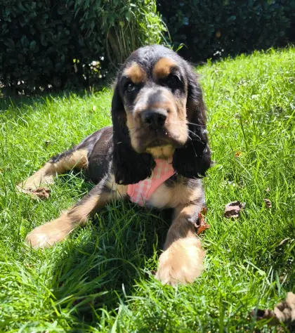 Englische Cockerspaniel