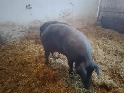 Reinrassige Iberico-Schweine