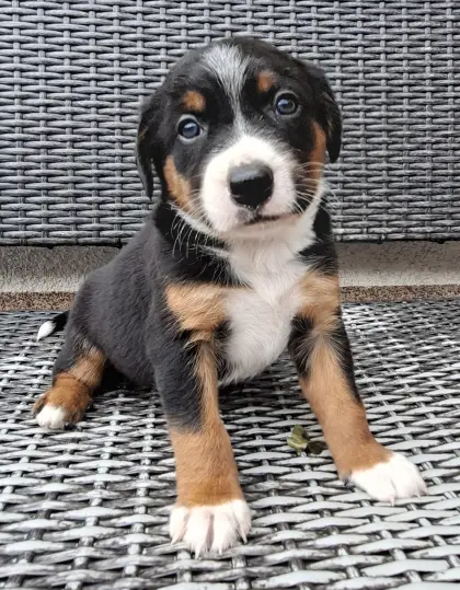 Appenzeller-Border-Collie-Welpe (Rüde)