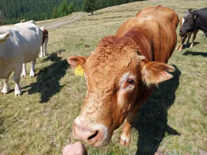 Limousin-Stier