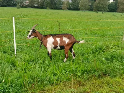 Ziege