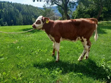 Kalb