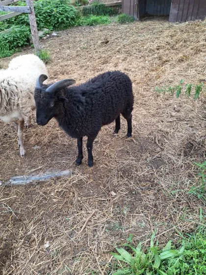 Quessant-Schaf-Widder