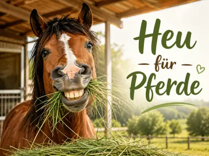 Heu für Pferde, Lieferung in den Stall, Bezahlung bei Lieferung