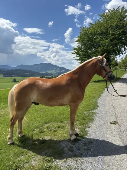Sportlicher 3-jähriger Haflingerwallach