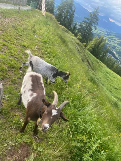 Zwergziege und geschnittener Ziegenbock