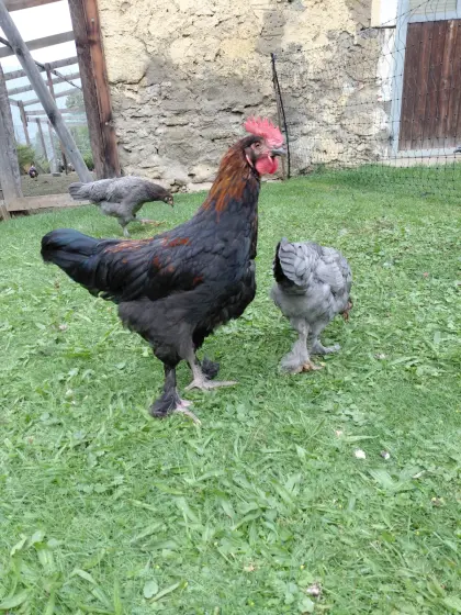 Marans Junghähne