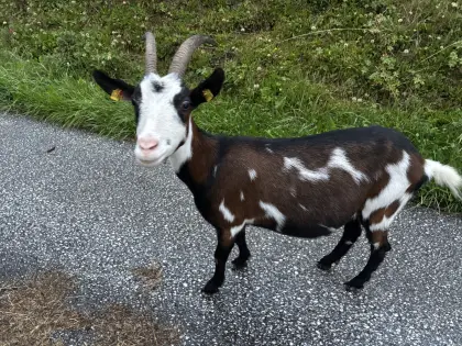 Verkaufe Ziegenherde