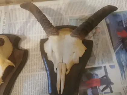 Rehbocksgehörne, Gamskrucke, Keilerwaffen