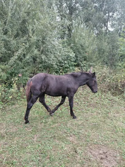 Norikerfohlen
