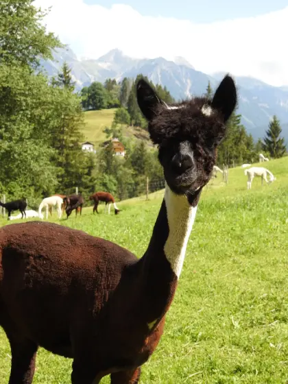Multicolor Alpaka-Stute mit Cria bei Fuß