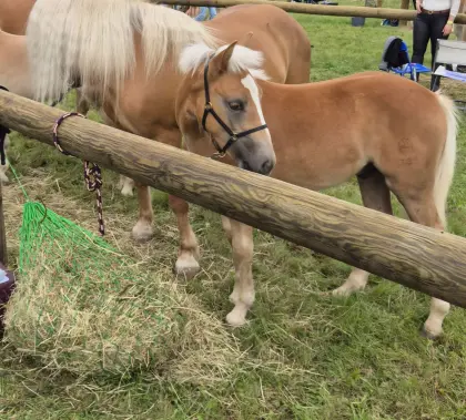Haflinger Hengstfohlen Mozart
