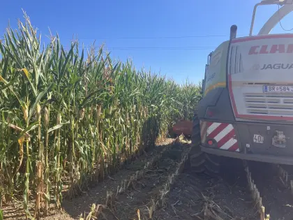 Silomais ab Feld oder in Ballen