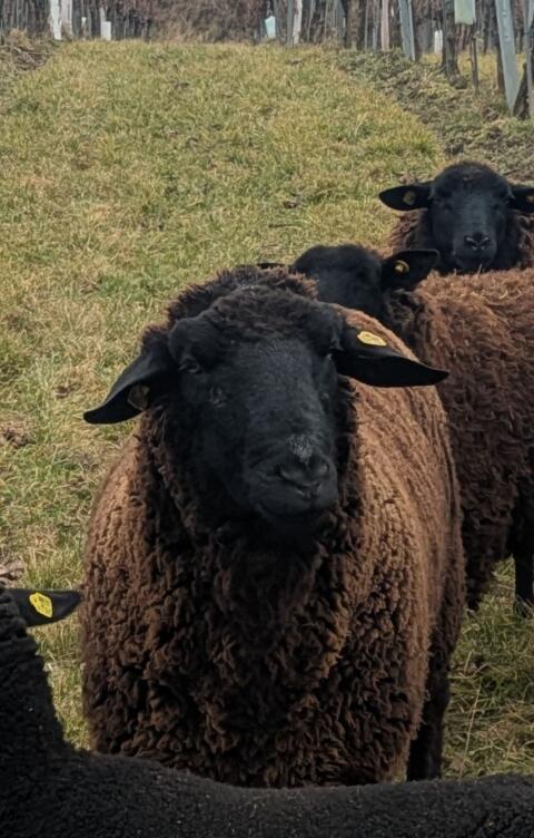 Juraschafbock