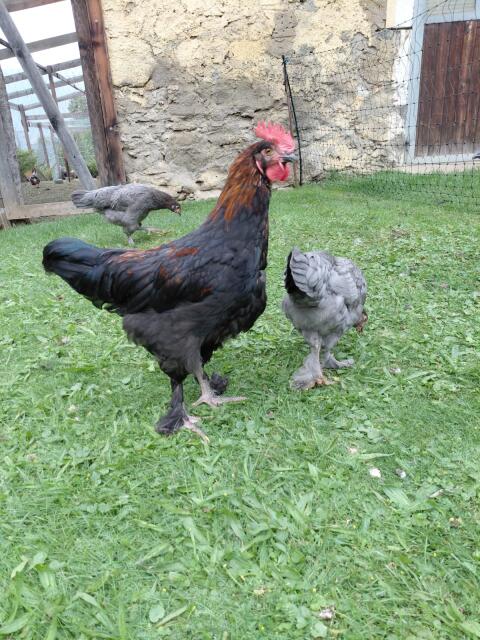 Marans Junghähne