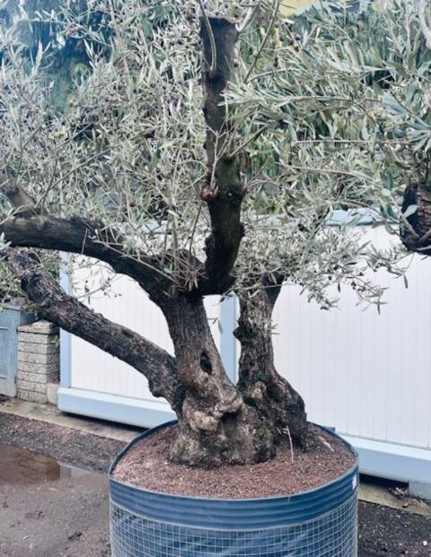3-fach XL-Olivenbaum, Urlaub für zu Hause