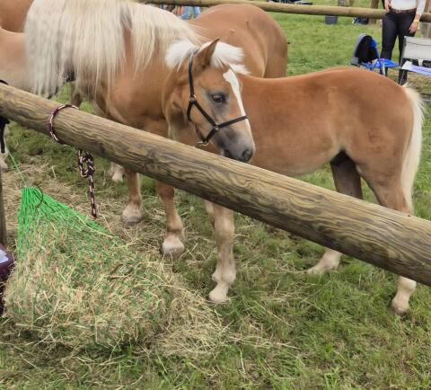Haflinger Hengstfohlen Mozart