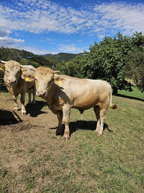 Zuchtstier Kärtner Blondvieh Fleisch