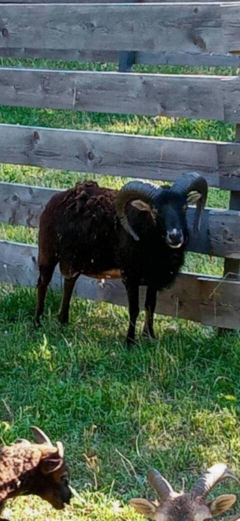 Soay-Schafe, Soayschafe
