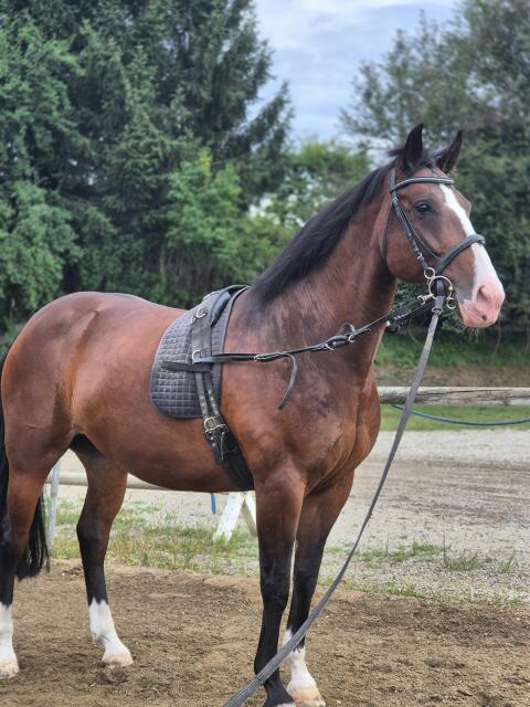 Wunderschöne Warmblutstute