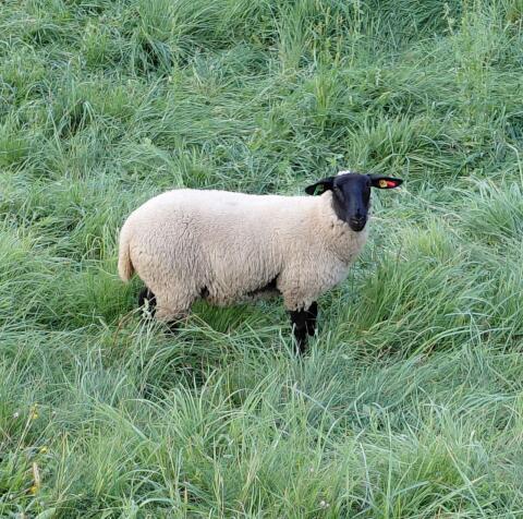 Suffolk