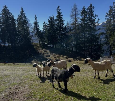 Walliser Schwarznasenschafe