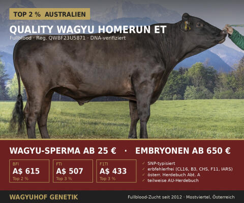 Wagyu-Sperma ab 25 € – Fullblood, SNP-typisiert, Herdebuch A