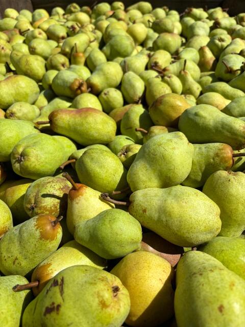 Frisches Obst direkt vom Erzeuger: Äpfel, Birnen