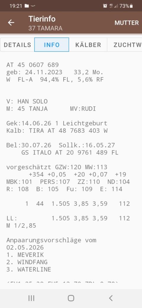 Fleckviehkuh