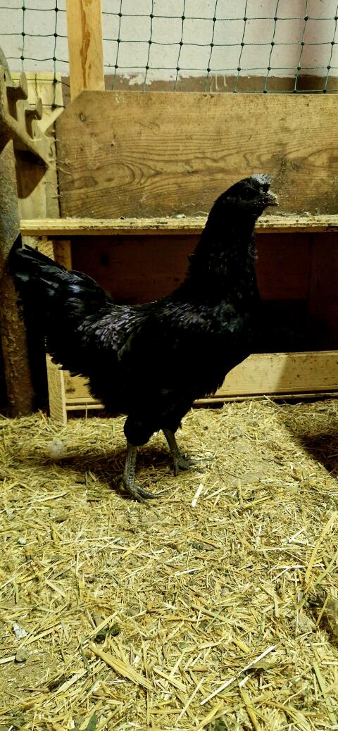 Ayam Cemani