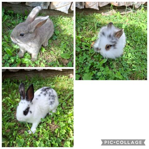 Hase, Zwergkaninchen