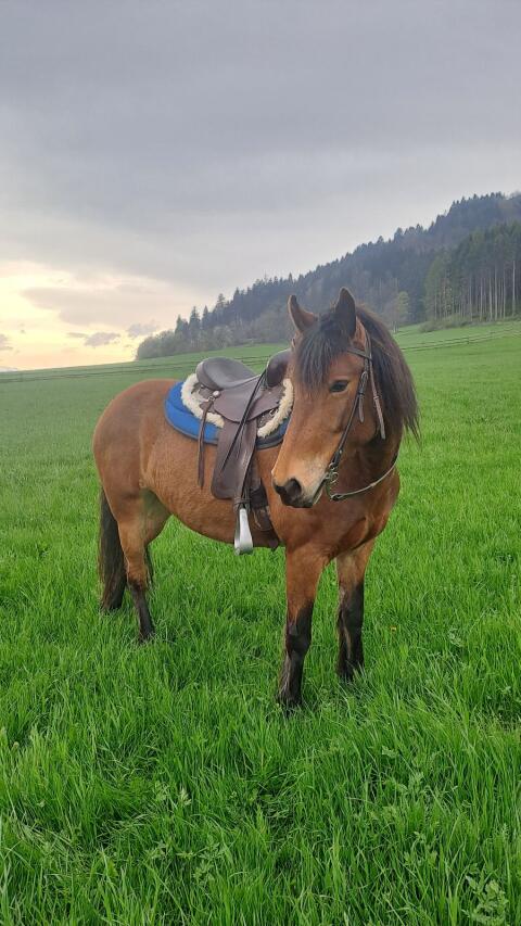 Kleinpferd-Stute