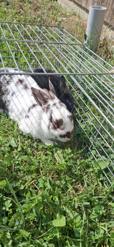 Hasen