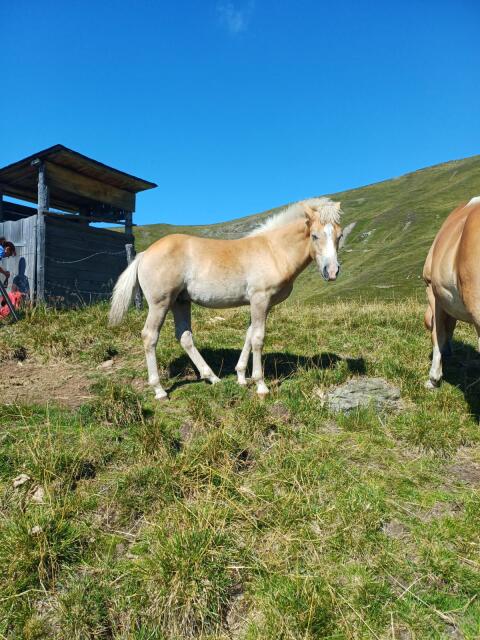 Haflingerhengstfohlen