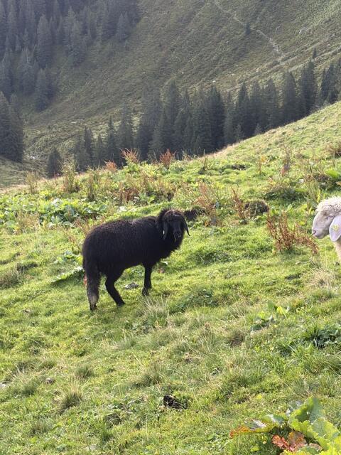 Tiroler Steinschaf