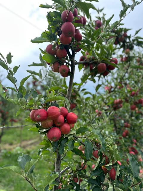 Frisches Obst direkt vom Erzeuger: Äpfel, Birnen