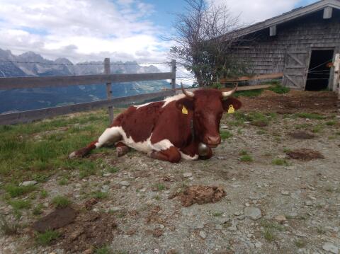 Verkaufe Kalbin