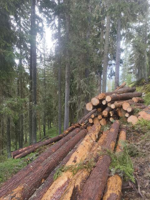 Zirbenholz