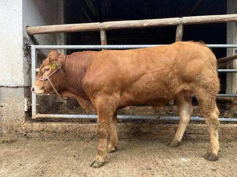 Bio-Limousin-Zuchtstier, genetisch hornlos