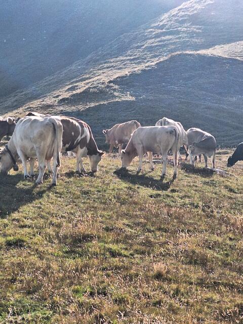 Blonde d'Aquitaine Stier Bio